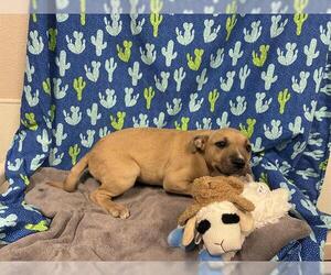 American Pit Bull Terrier-Unknown Mix Dogs for adoption in Modesto, CA, USA