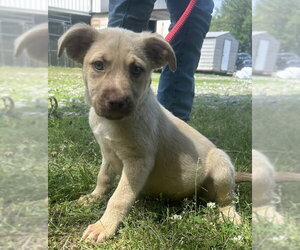 Bulldog-Labrador Retriever Mix Dogs for adoption in Wetumpka, AL, USA
