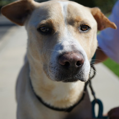 Shepradors Dogs for adoption in San Juan Capistrano, CA, USA