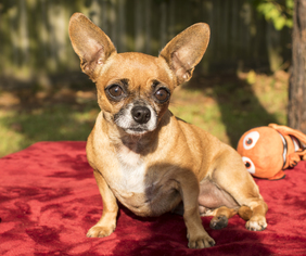 Chihuahua-Unknown Mix Dogs for adoption in Santa Fe, TX, USA