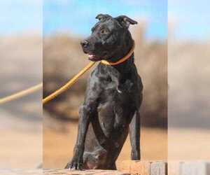 American Pit Bull Terrier-Unknown Mix Dogs for adoption in Rio Rancho, NM, USA