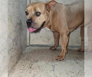 American Bulldog-Unknown Mix Dogs for adoption in St. Cloud, FL, USA