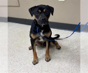 Boxer Dogs for adoption in Conroe, TX, USA
