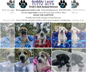 Anatolian Shepherd-Unknown Mix Dogs for adoption in New Braunfels, TX, USA