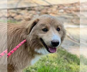 Collie-Great Pyrenees Mix Dogs for adoption in Yardley, PA, USA