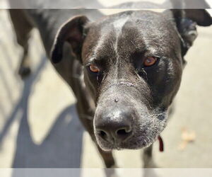 Labrador Retriever-Unknown Mix Dogs for adoption in Tulsa, OK, USA
