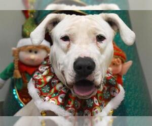 American Pit Bull Terrier Dogs for adoption in Aurora, CO, USA