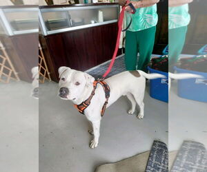 American Staffordshire Terrier-Unknown Mix Dogs for adoption in Mt. Gilead, OH, USA