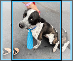 Mutt Dogs for adoption in Mt. Laurel, NJ, USA