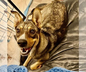 Mutt Dogs for adoption in Oak Bluffs, MA, USA