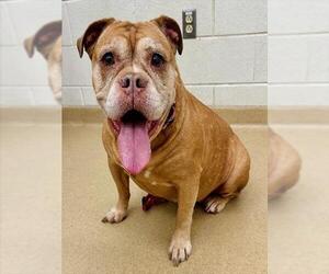 American Bulldog-Unknown Mix Dogs for adoption in Derwood, MD, USA