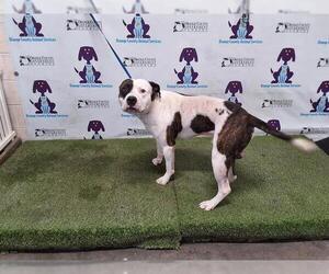 American Pit Bull Terrier-Unknown Mix Dogs for adoption in Orlando, FL, USA