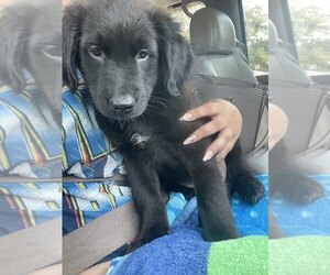 Mutt Dogs for adoption in Evansville, IN, USA
