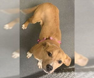 Labrador Retriever-Unknown Mix Dogs for adoption in Glen Allen, VA, USA