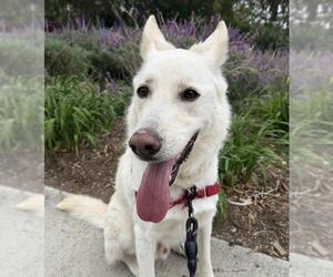German Shepherd Dog Dogs for adoption in Santa Barbara, CA, USA