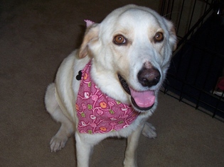 Labrador Retriever Dogs for adoption in Coldwater, MI, USA