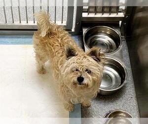 Mutt Dogs for adoption in Orange, CA, USA