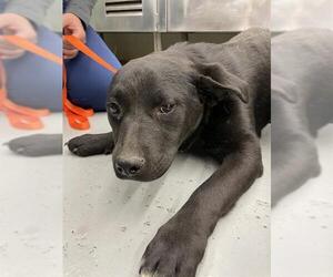 American Staffordshire Terrier-Labrador Retriever Mix Dogs for adoption in Waco, TX, USA