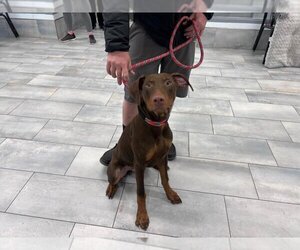 Doberman Pinscher Dogs for adoption in Charlotte, NC, USA