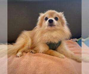 Pomeranian Dogs for adoption in Boston, MA, USA