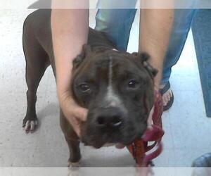 Bulldog Dogs for adoption in Palmetto, FL, USA
