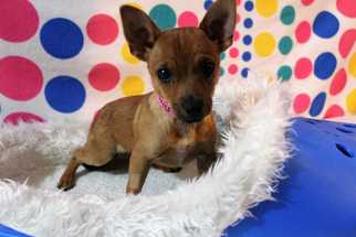 Chipin Dogs for adoption in Sylmar, CA, USA