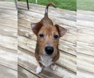 Jackshund Dogs for adoption in Raleigh, NC, USA