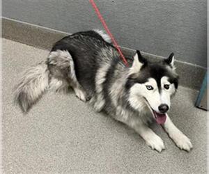 Huskies -Unknown Mix Dogs for adoption in Las Vegas, NV, USA