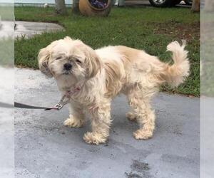 Shih Tzu Dogs for adoption in Royal Palm Beach, FL, USA
