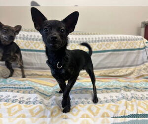 Chihuahua Dogs for adoption in Fort Wayne, IN, USA