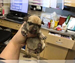 Mutt Dogs for adoption in Riverside, CA, USA