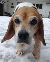 Beagle Dogs for adoption in Shaftsbury, VT, USA