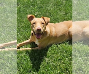 Mutt Dogs for adoption in Rockaway, NJ, USA