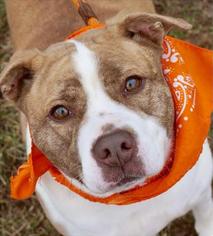 American Bulldog Dogs for adoption in Monroe, GA, USA