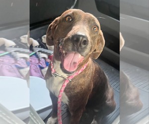 Plott Hound-Unknown Mix Dogs for adoption in Rockaway, NJ, USA