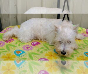 - Mix Dogs for adoption in Mountain View, MO, USA