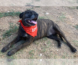 Mastiff Dogs for adoption in Dripping Springs, TX, USA