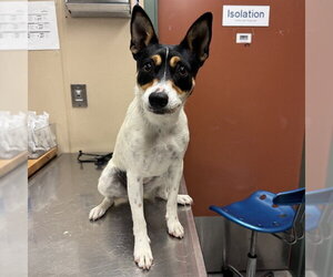 Rat Terrier Dogs for adoption in Rancho Cucamonga, CA, USA