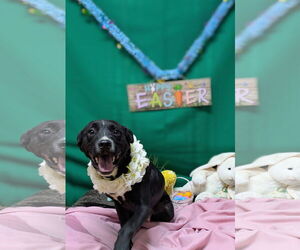 Labrador Retriever-Unknown Mix Dogs for adoption in Franklin, North Carolina, NC, USA