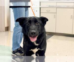 Borador Dogs for adoption in Santa Rosa, CA, USA