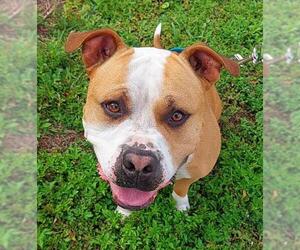 American Bulldog-American Staffordshire Terrier Mix Dogs for adoption in Fort Lauderdale, FL, USA