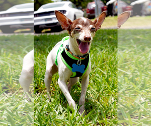 Italian Greyhuahua Dogs for adoption in Miami, FL, USA