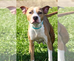 Mutt Dogs for adoption in Evansville, IN, USA
