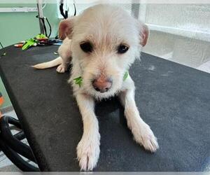 Cairn Terrier Dogs for adoption in Orange, CA, USA