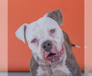 American Bulldog Dogs for adoption in Pasadena, CA, USA