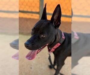 Australian Kelpie-Schipperke Mix Dogs for adoption in Tallahassee, FL, USA