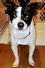 Rat-Cha Dogs for adoption in Arlington, WA, USA