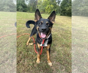 Mutt Dogs for adoption in Rockaway, NJ, USA