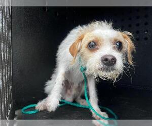 Cairn Terrier Dogs for adoption in Orange, CA, USA