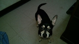 Medium Photo #14 Chihuahua-Unknown Mix Puppy For Sale in Fredericksburg, VA, USA